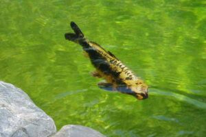 ghostkoi-spookkarper