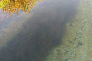 Lange slierten draadalgen