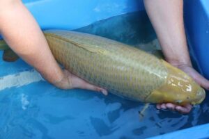 Chagoi wordt vastgehouden