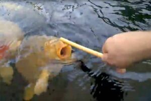 Koi tam maken met een soepstengel