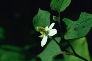 houttuynia-cordata