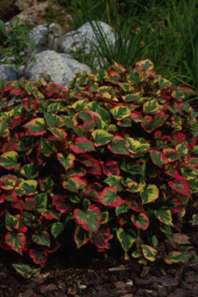 Houttuynia cordata Chamaeleon