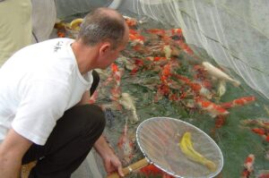 koi-inspecteren-vanuit-net