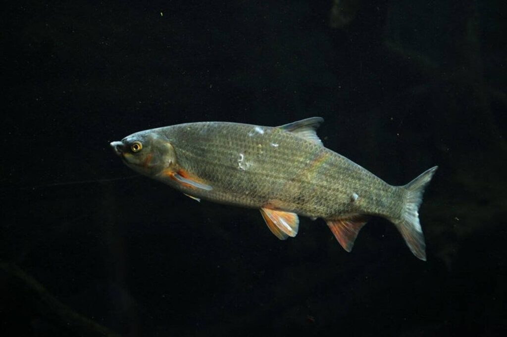 sneep Chondrostoma nasus