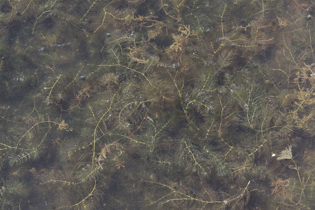Ceratophyllum submersum Fijn hoornblad