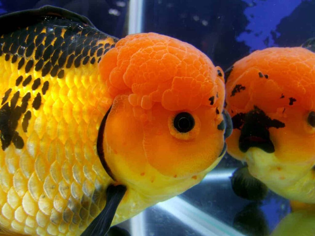 Oranda01