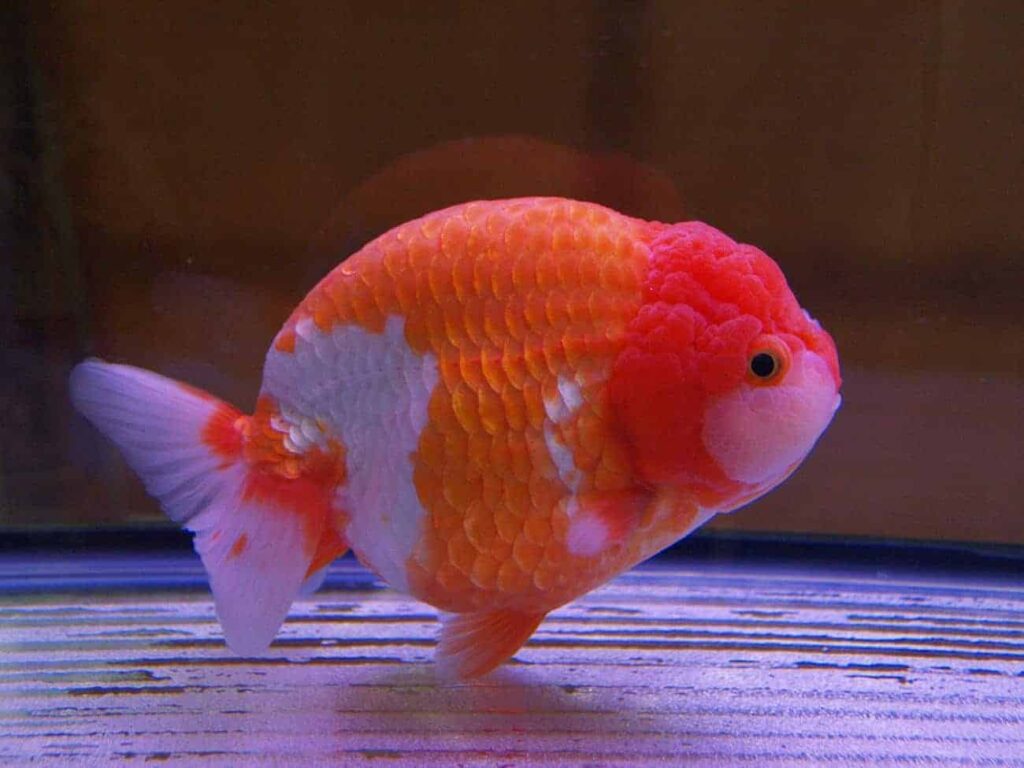 Ranchu02
