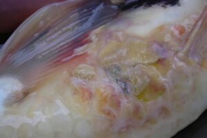 Geinfecteerde Huid En Vinnen Door Bacterien