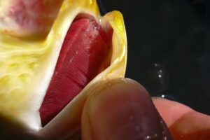 Herstellend Kieuwdeksel