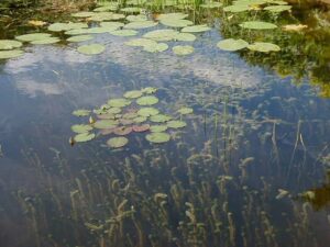 Waterplanten Allelopathie